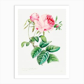 Cabbage Rose, Pierre Joseph Redoute (7) Art Print