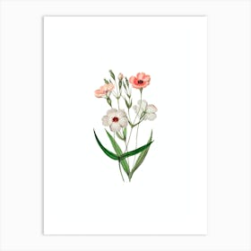 Vintage Dark Eyed Viscaria Flower Botanical Illustration on Pure White n.0855 Art Print