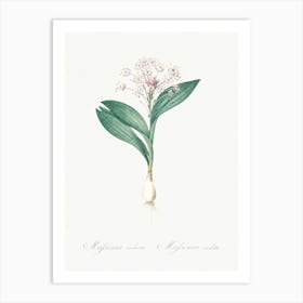 Pygmy Hyacinth Illustration From Les Liliacées (1805), Pierre Joseph Redoute Art Print