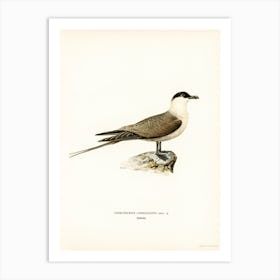 Long Tailed Jaeger, The Von Wright Brothers Art Print