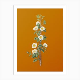 Vintage Scotch Rose Bloom Botanical on Sunset Orange n.0950 Art Print