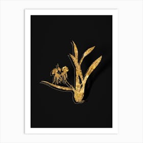 Vintage Clamshell Orchid Botanical in Gold on Black n.0158 Art Print
