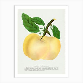 Vintage Botanical Yellow Transparent Apple Lithograph Art Print _2697916 Art Print