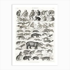 Mammalia, Oliver Goldsmith    Art Print