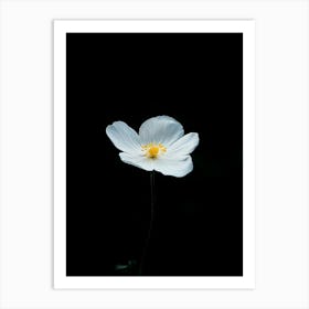 White Anemone Flower 5 Art Print