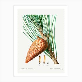 An Enlarged Picture Of Maritime Pine, Pierre Joseph Redoute Art Print