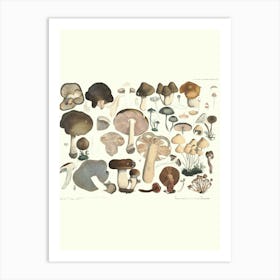 Fungi Art Print