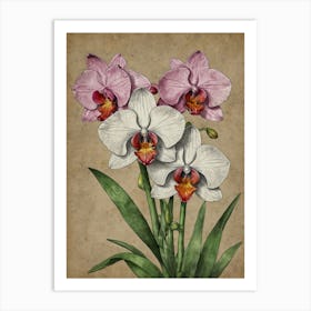 Orchids 3 Art Print