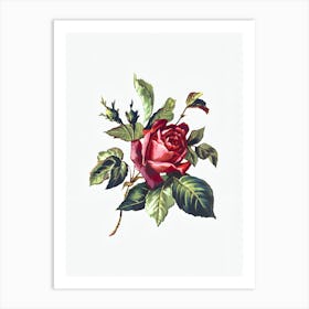 Red Rose On A White Background Art Print