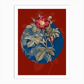 Vintage Botanical Red Portland Rose on Circle Blue on Red n.0031 Art Print