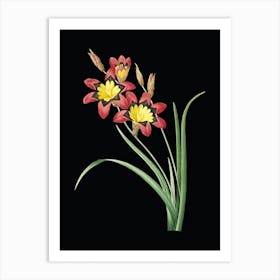 Vintage Ixia Tricolore Botanical Illustration on Solid Black n.0414 Art Print