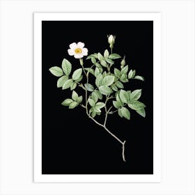 Vintage Rosebush Botanical Illustration on Solid Black n.0083 Art Print