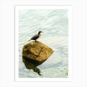 Cormorant On A Rock 20190414 16pub Art Print