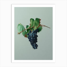 Vintage Grape Vine Botanical Art on Mint Green n.0098 Art Print