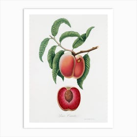 Carrot Peach (Persica Carota) From Pomona Italiana (1817 - 1839), Giorgio Gallesio Art Print