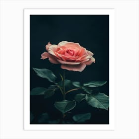 Pink Rose On Black Background 79 Art Print