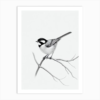 Black and White Blue Jay Art Board Print for Sale by Pencil-Art