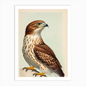 Red Tailed Hawk James Audubon Vintage Style Bird Art Print