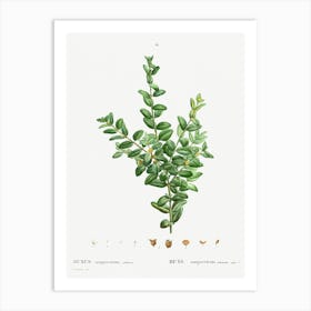 Buxus Sempervirens Fruticosa, Pierre Joseph Redoute Art Print