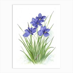 Blue Eyed Grass Wildflower Watercolour 2 Art Print