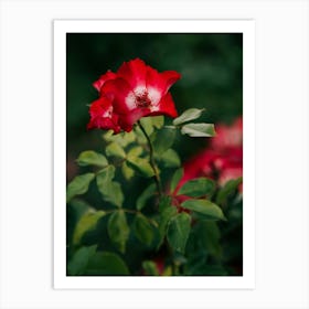 Alpine Rose Art Print