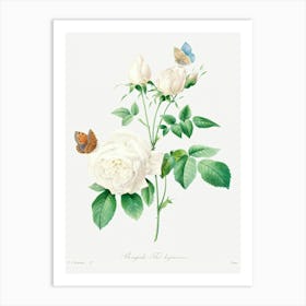 White Rose, Pierre Joseph Redoute Art Print