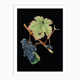 Vintage Barbera Grape Botanical Illustration on Solid Black n.0941 Art Print