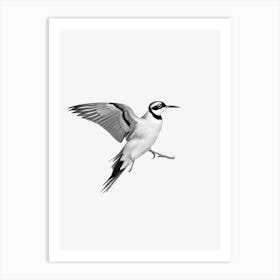 Lapwing B&W Pencil Drawing 2 Bird Art Print