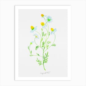 Chamomile watercolor artwork Art Print