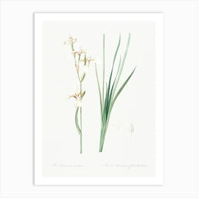 Siberian Iris Illustration From Les Liliacées (1805), Pierre Joseph Redoute 1 Art Print