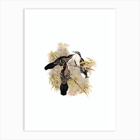 Vintage Chestnut Crowned Babbler Bird Illustration on Pure White n.0064 Art Print