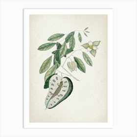 Vintage Catesby 2 Lacertus Caerulea Art Print