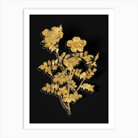 Vintage Variegated Burnet Rose Botanical in Gold on Black n.0360 Art Print