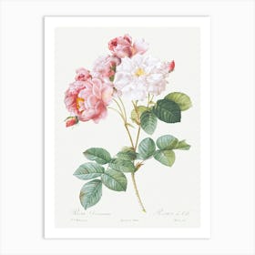 Damask Rose From Les Roses (1817–1824), Pierre Joseph Redoute Art Print