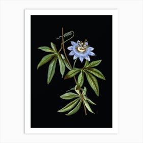 Vintage Blue Passionflower Botanical Illustration on Solid Black Art Print