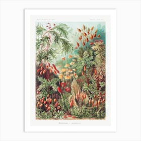 Muscinae–Laubmoose, Ernst Haeckel Art Print