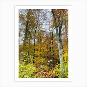 Autumn In The Forest 10 Art Print