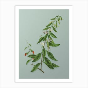 Vintage Goji Berry Tree Botanical Art on Mint Green n.0286 Art Print