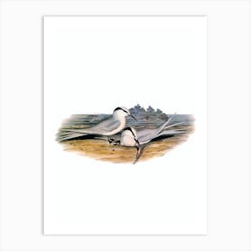 Vintage Black Naped Tern Bird Illustration on Pure White Art Print