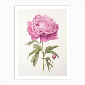 Peonies Flower Vintage Botanical 3 Art Print