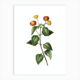 Vintage Tickberry Botanical Illustration on Pure White n.0585 Art Print