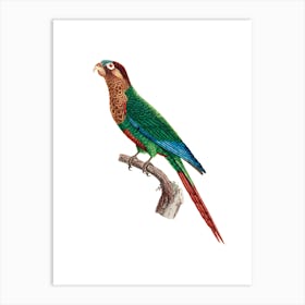 Vintage Wave-breasted parakeet Illustration on Pure White n.0018 Art Print