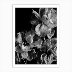 Flowers Monochrome Art Print