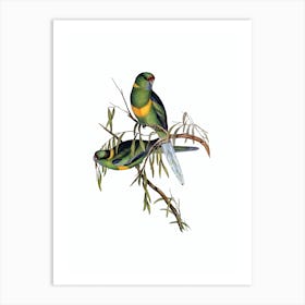 Vintage Barnard's Parakeet Bird Illustration on Pure White n.0154 Art Print