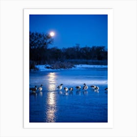 A Twilight Scene Where A Group Of Geese Are Observed Methodically Wading In A Frozen Duck Pond In Th (1) Art Print