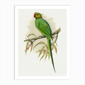 Parrot 5 Art Print