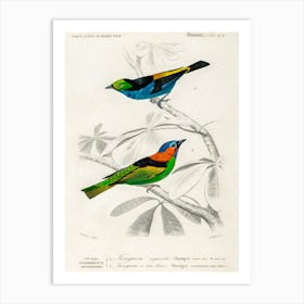 Different Types Of Birds, Charles Dessalines D'Orbigny 17 Art Print