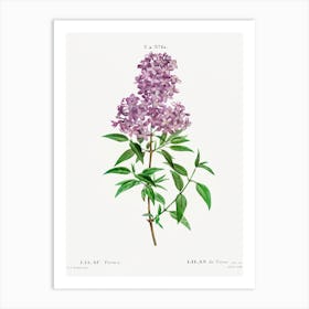 Persian Lilac, Pierre Joseph Redoute Art Print