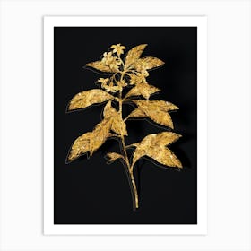 Vintage Sweet Pittosporum Branch Botanical in Gold on Black n.0047 Art Print