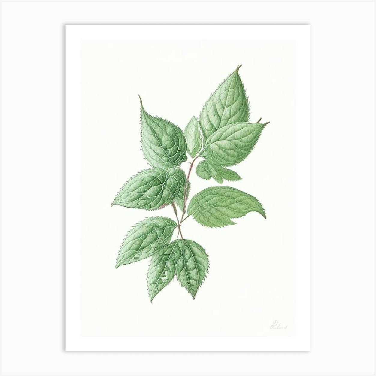 Premium Vector | Mint leaf hand drawn sketch illustration in doodle style